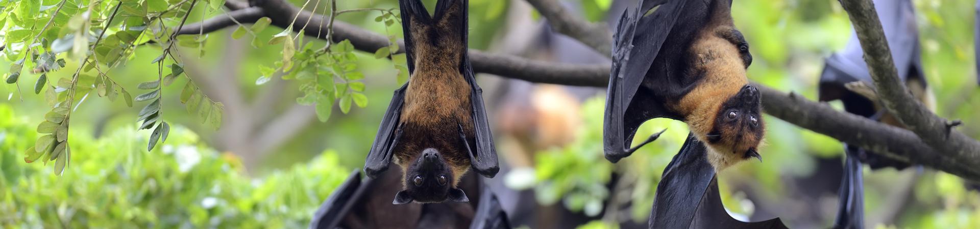 Nuit de la chauve-souris : mystère au crépuscule 