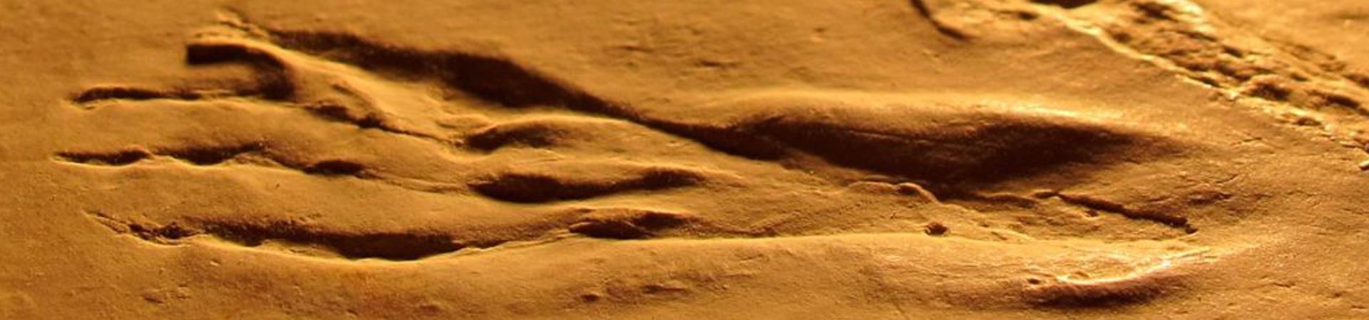 Plage aux Ptérosaures : de nouvelles découvertes