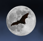 Nuit de la chauve-souris