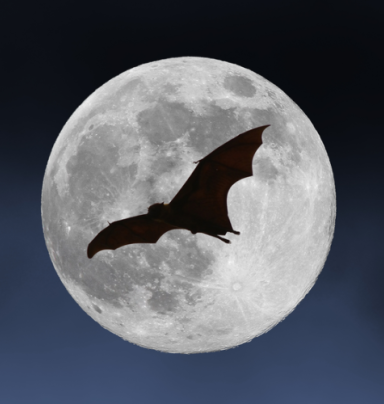 Nuit de la chauve-souris