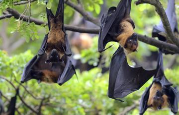 Nuit de la chauve-souris : mystère au crépuscule 