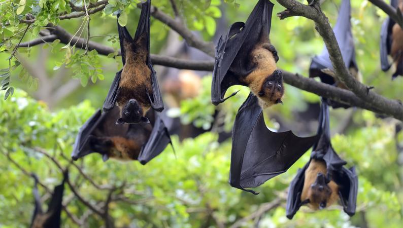 Nuit de la chauve-souris : mystère au crépuscule 