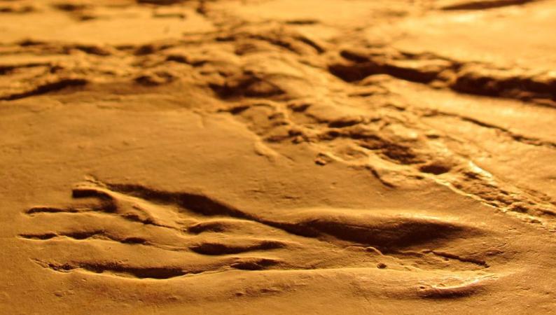 Plage aux Ptérosaures : de nouvelles découvertes